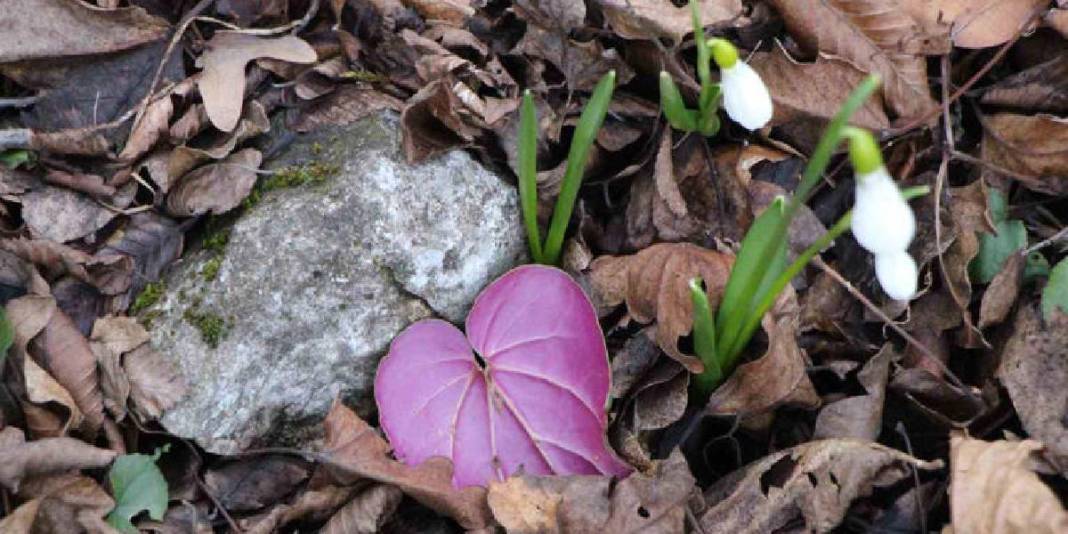‘Milli servet’ kendini gösterdi: Kar suları eridi doğada şölen görüntülendi! 1